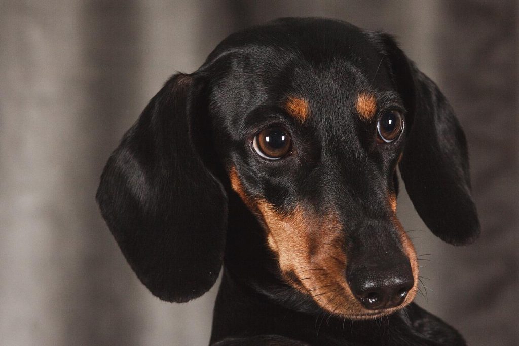 dog crate for Dachshund