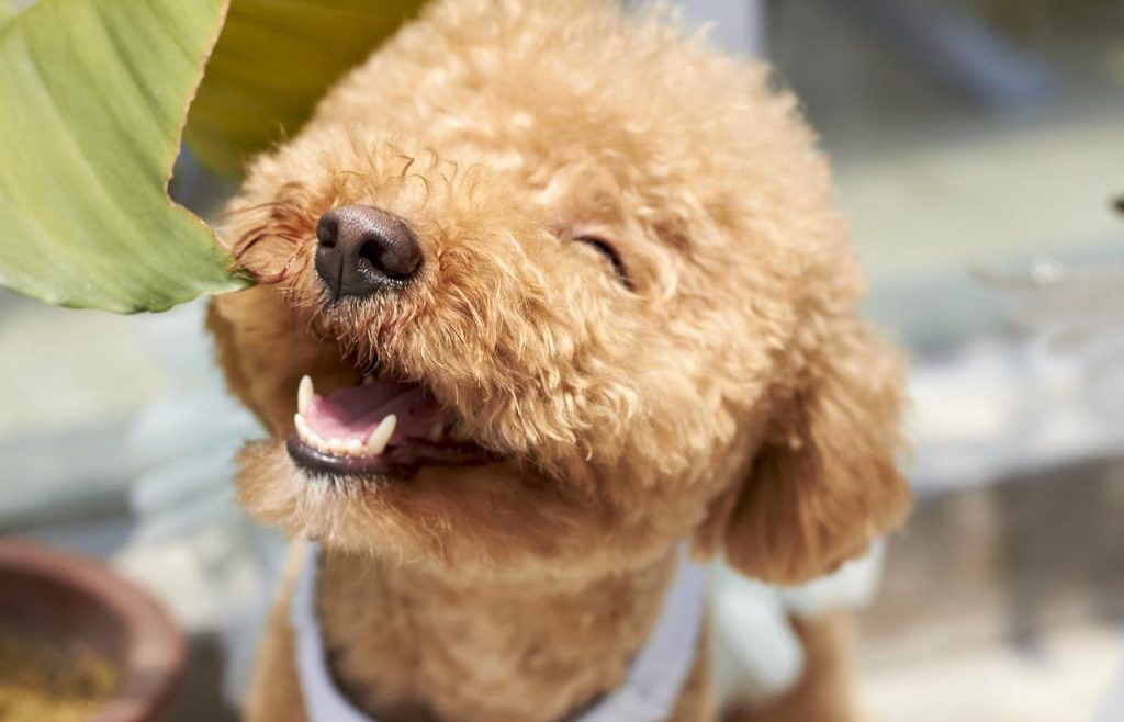 dog crate for Poodle