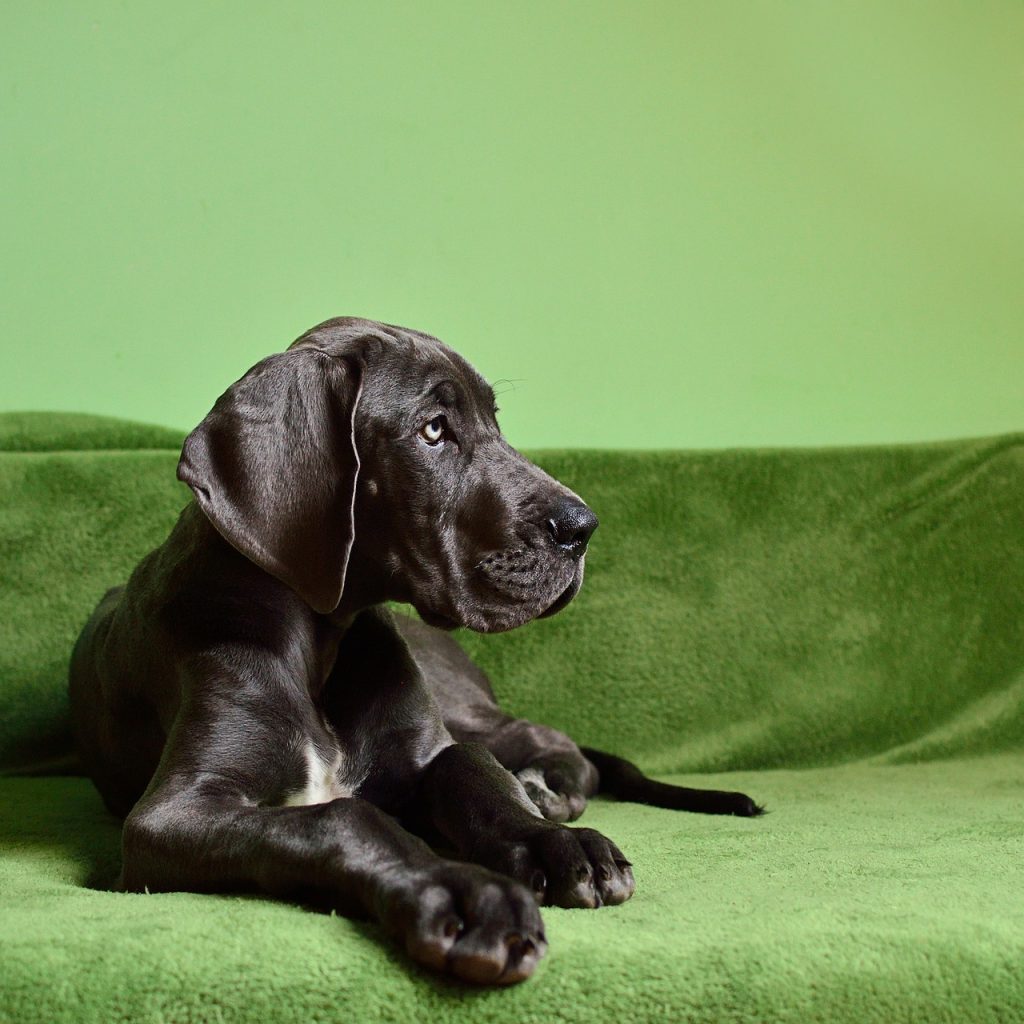 Dog Crate For Great Dane