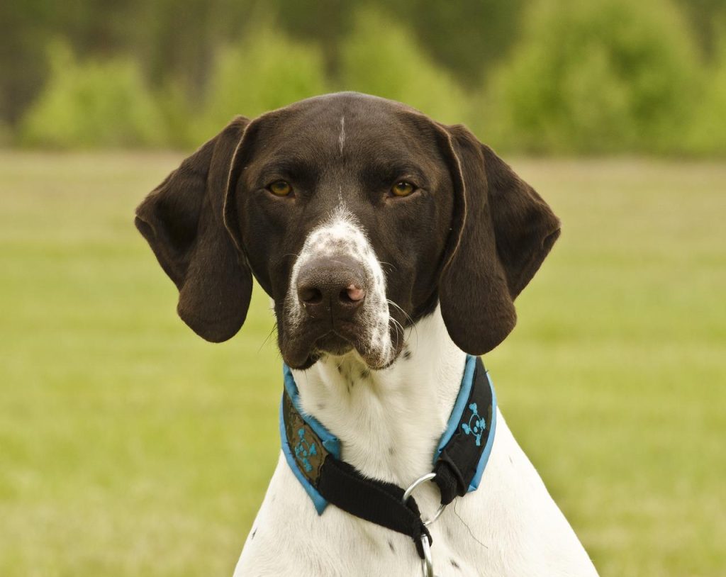 Dog Crate For German Shorthaired Pointer