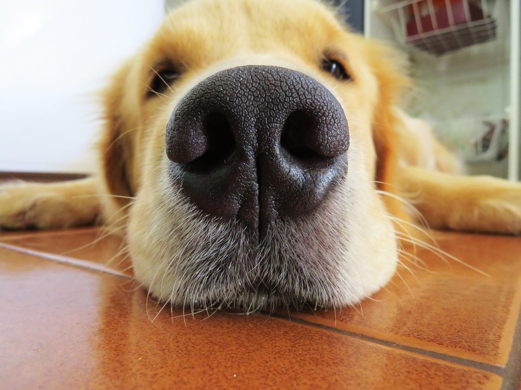 Dog Crate For Golden Retriever