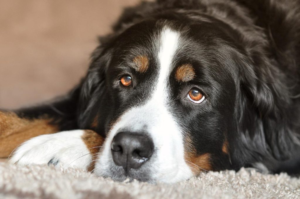 dog cages for big dogs