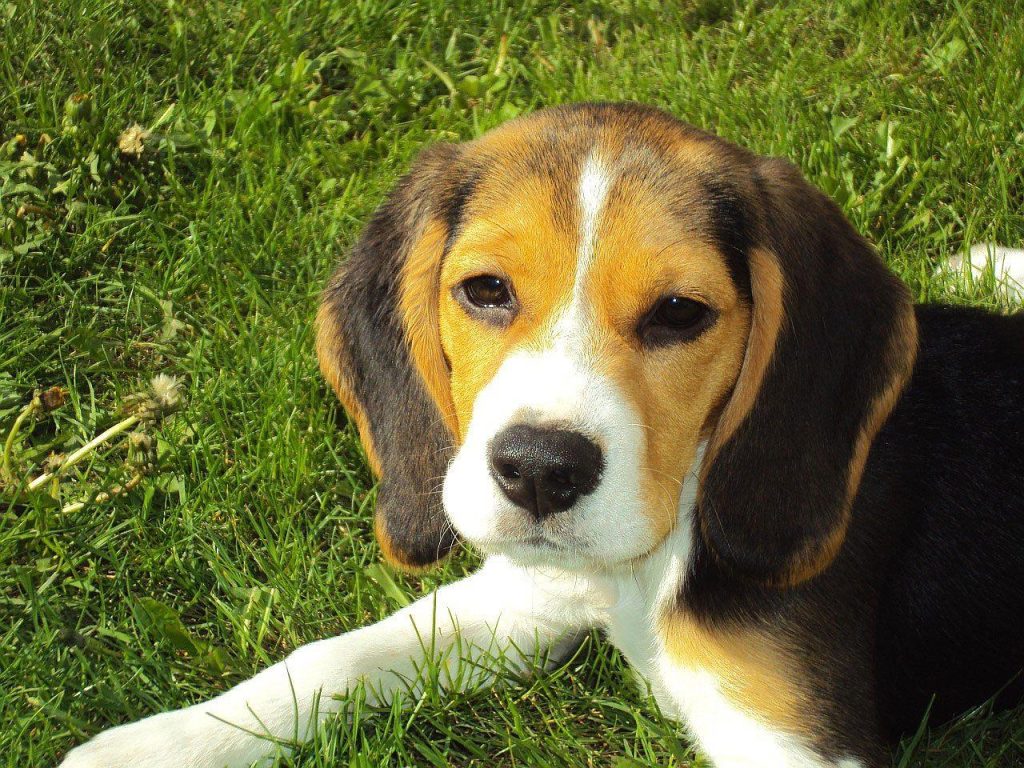 Dog Crate For Beagle