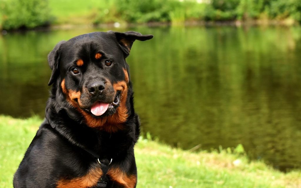 Dog Crate For Rottweiler