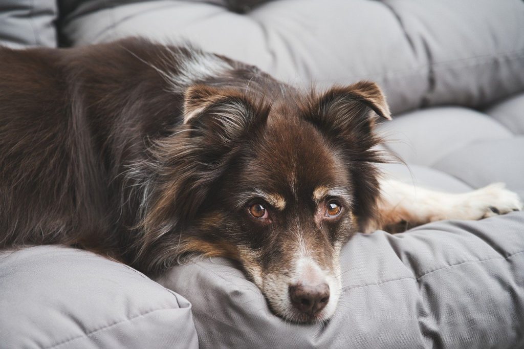 dog crate for Australian Shepherd