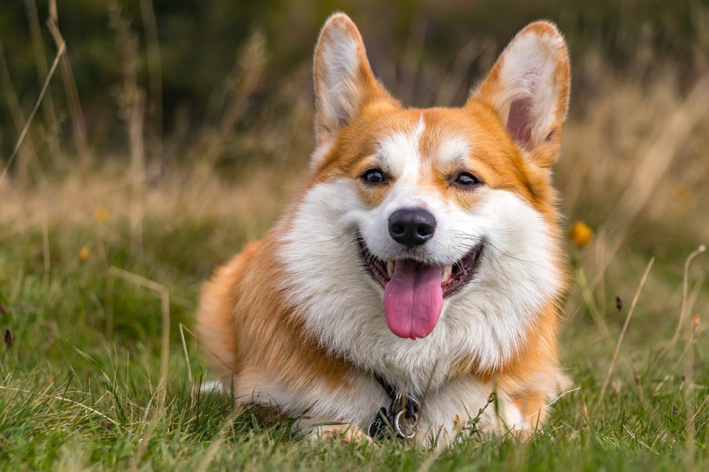 Dog Crate For Pembroke Welsh Corgi