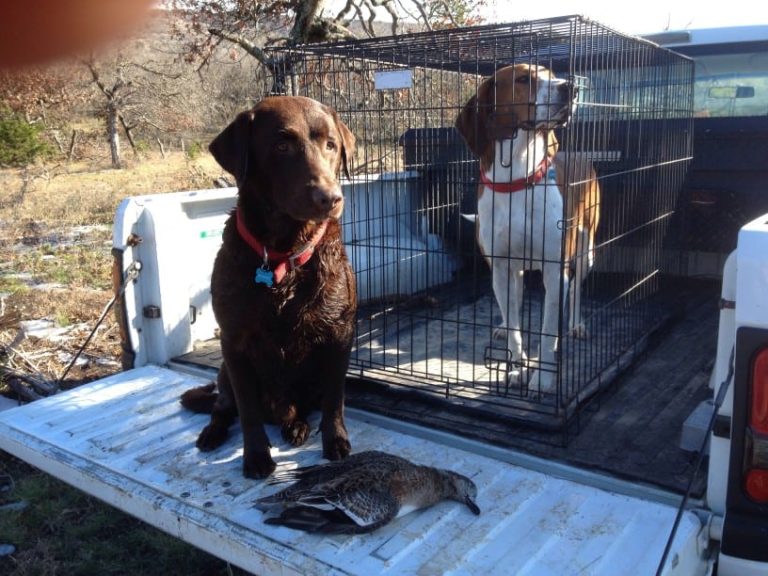 5 Steps to the Perfect Dog Cage for Outside