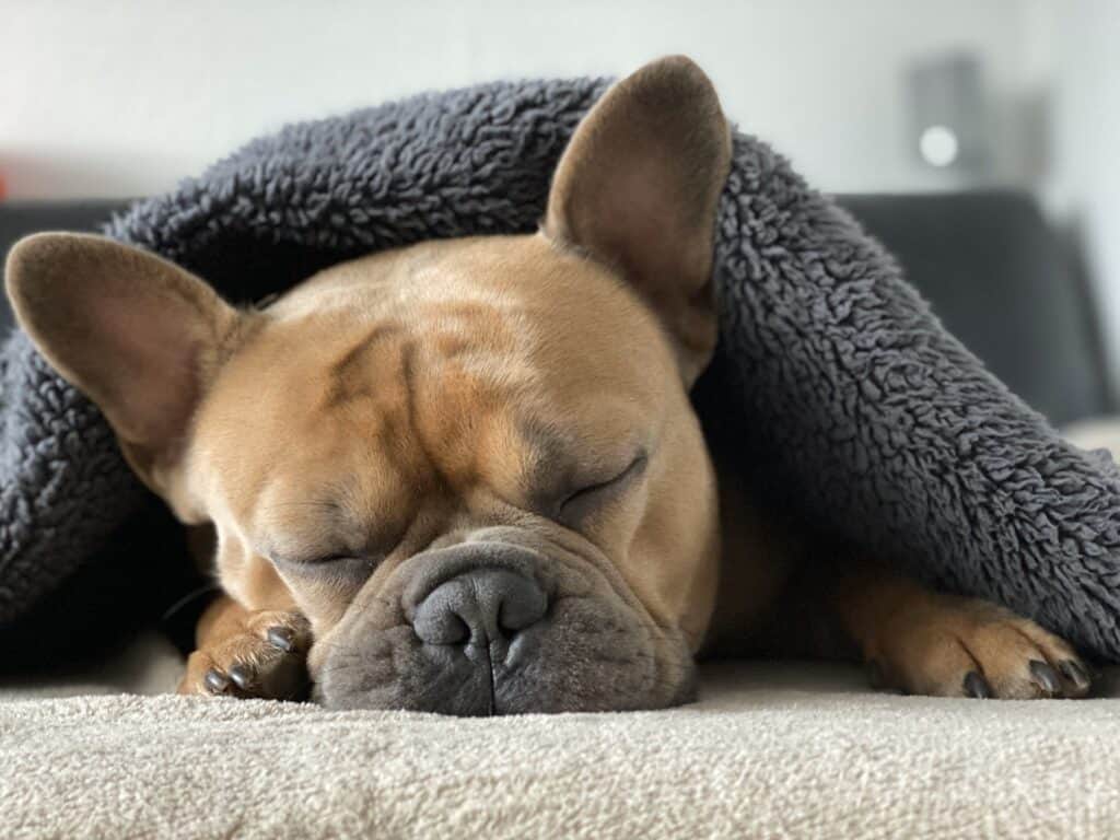 dog crate for French Bulldog