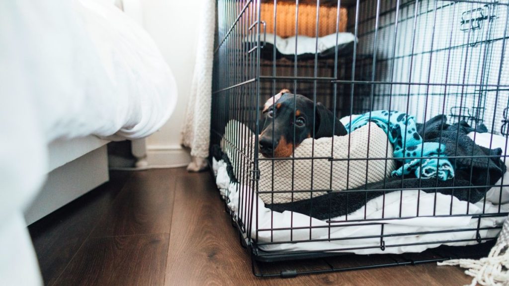 dog crate for Dachshund