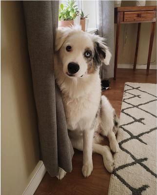 dog crate for Australian Shepherd