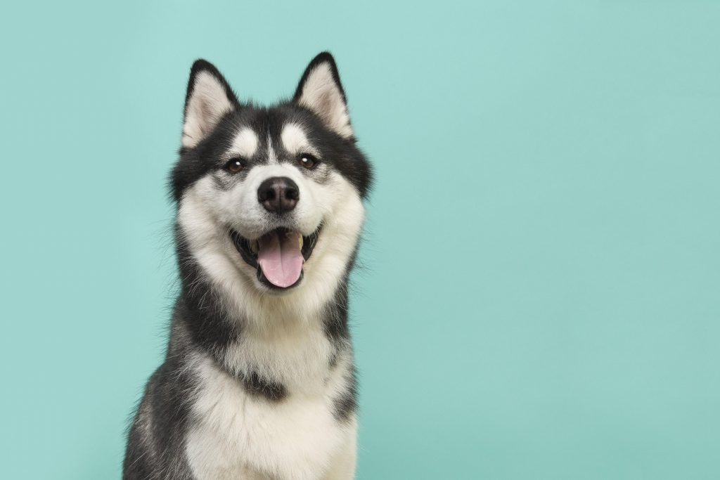 dog crate for Siberian Huskie