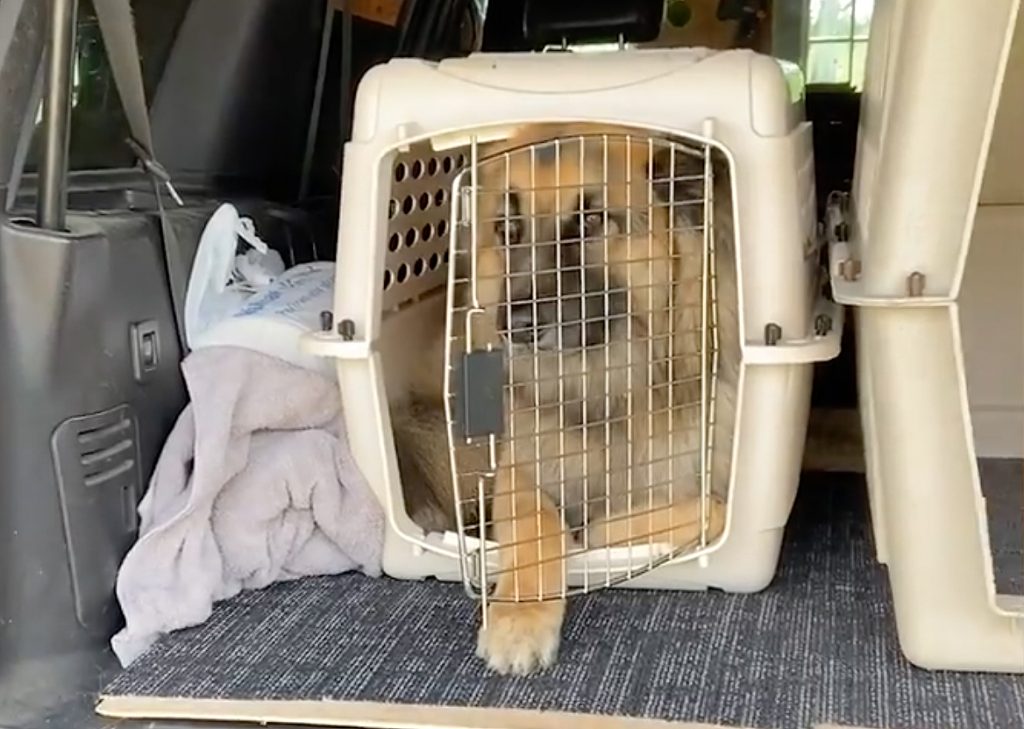 dog cage for german shepherd