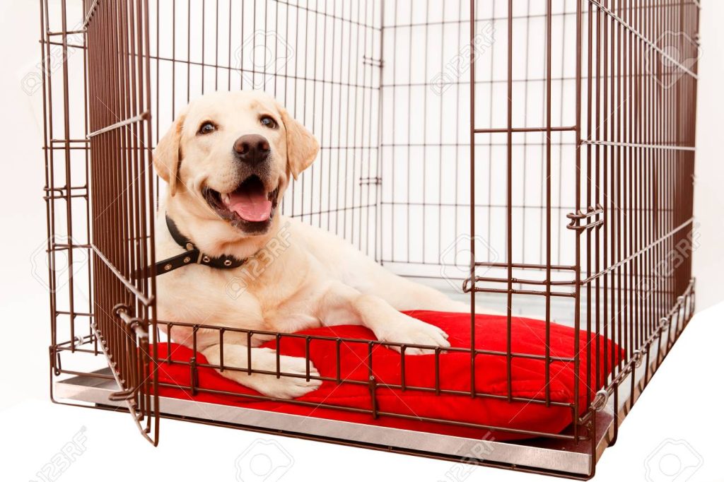 dog crate for Labrador Retriever